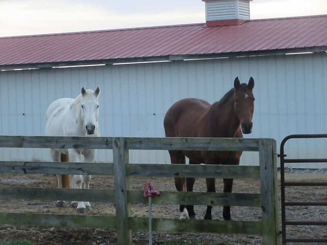 Lofty and Cocomo