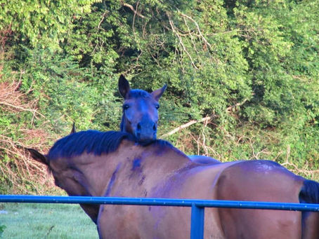 Burning Down the House