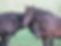 equine retirement farm 51.JPG