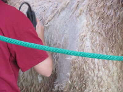 Body Clipping, Leaping Goats