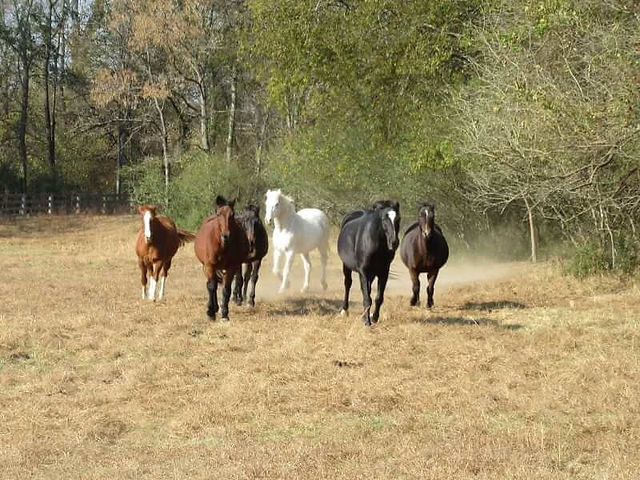 Taco (far left) with Johnny, Happy, Lighty, Sam and Miel