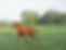horse retirement 32.JPG