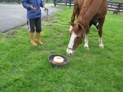 Happy Birthday Faune!