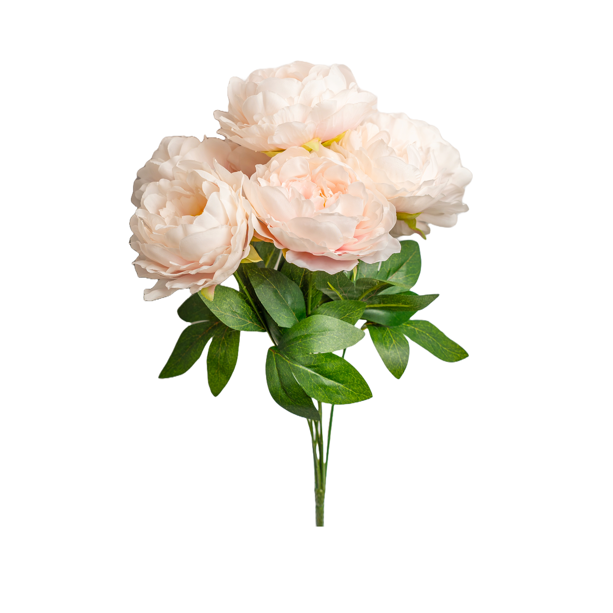 70003-20" Peony Bush x7