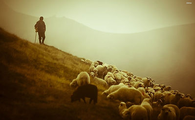 herd-sheep-shepherd.jpg