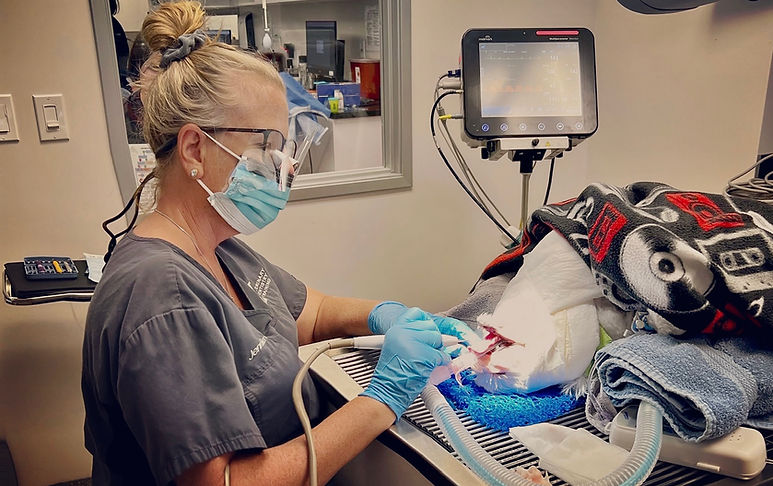 veterinary-dentistry-training