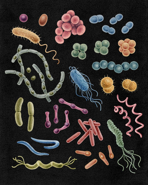 Medicine_Emma Cheng002.jpg