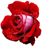 pngegg (8).png