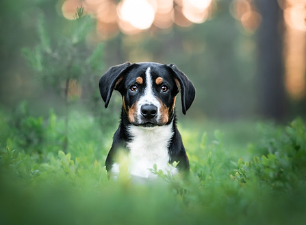 Entlebucher Sennenhund Wald Sonnenuntergang, Welpe Wald, Welpe Lauf an der Pegnitz, Welpe Nürnberg, Welpenshooting Lauf an der Pegnitz, Welpenshooting Nürnberg, Welpenshooting Hersbruck, Hunde, Fotografie, Fotograf, Hundefotografie, Tierfotografie, Hundefotograf, Hundefotos, Hundeportraits, Hundebilder, Hundefotoshooting, Hundefotografie Outdoor, Hundefotografie Preise, professioneller Hundefotograf, Hundefotograf in Nürnberg, Hundefotografie Nürnberger Land, Hundefotografie Nürnberg, Hundefotografie Fürth, Hundefotografie Erlangen, Hundefotografie Hersbruck, Hundefotografie Altdorf, Hundefotoshooting, Hundefotosession. Pfotografie Hund und mehr, Hundefotografie Leinburg, Fotoshooting Welpe Lauf an der Pegnitz, Welpe Fotoshooting Leinburg, Welpe Fotoshooting hersbruck