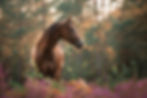 Quarter Horse Pferdeportrait
