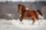 Paint Horse Schnee Bewegungsfoto