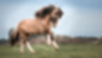 Pferd Isländer Bewegungsfoto