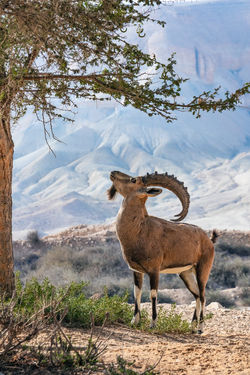 Sde Boker, Negev desert