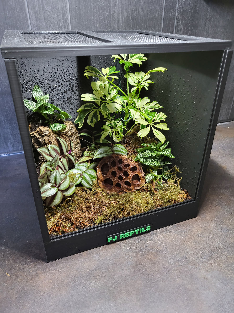 Miniature : Terrarium Noir 22cm x 22cm x 25cm