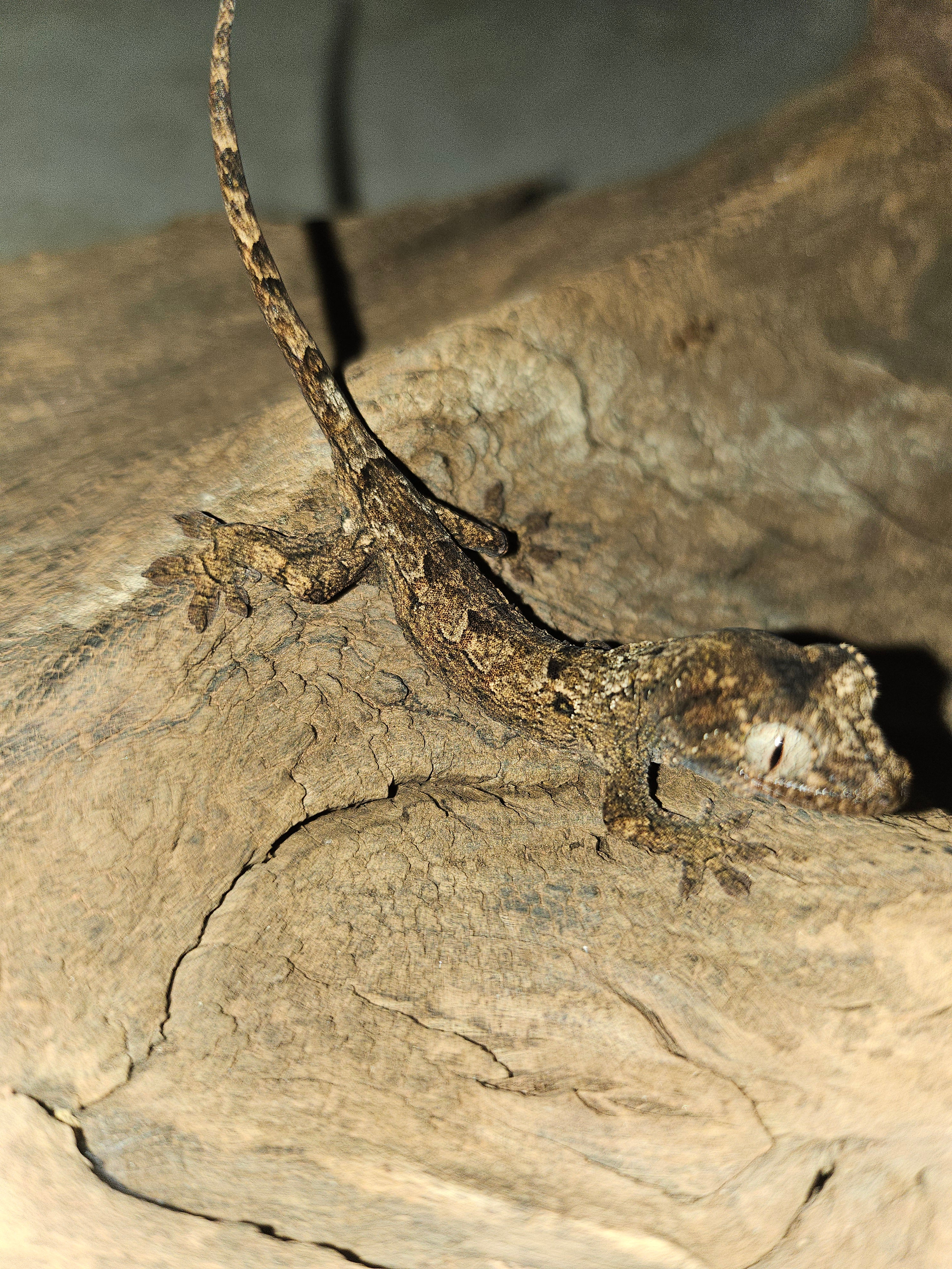 Mniarogekko Chahoua
