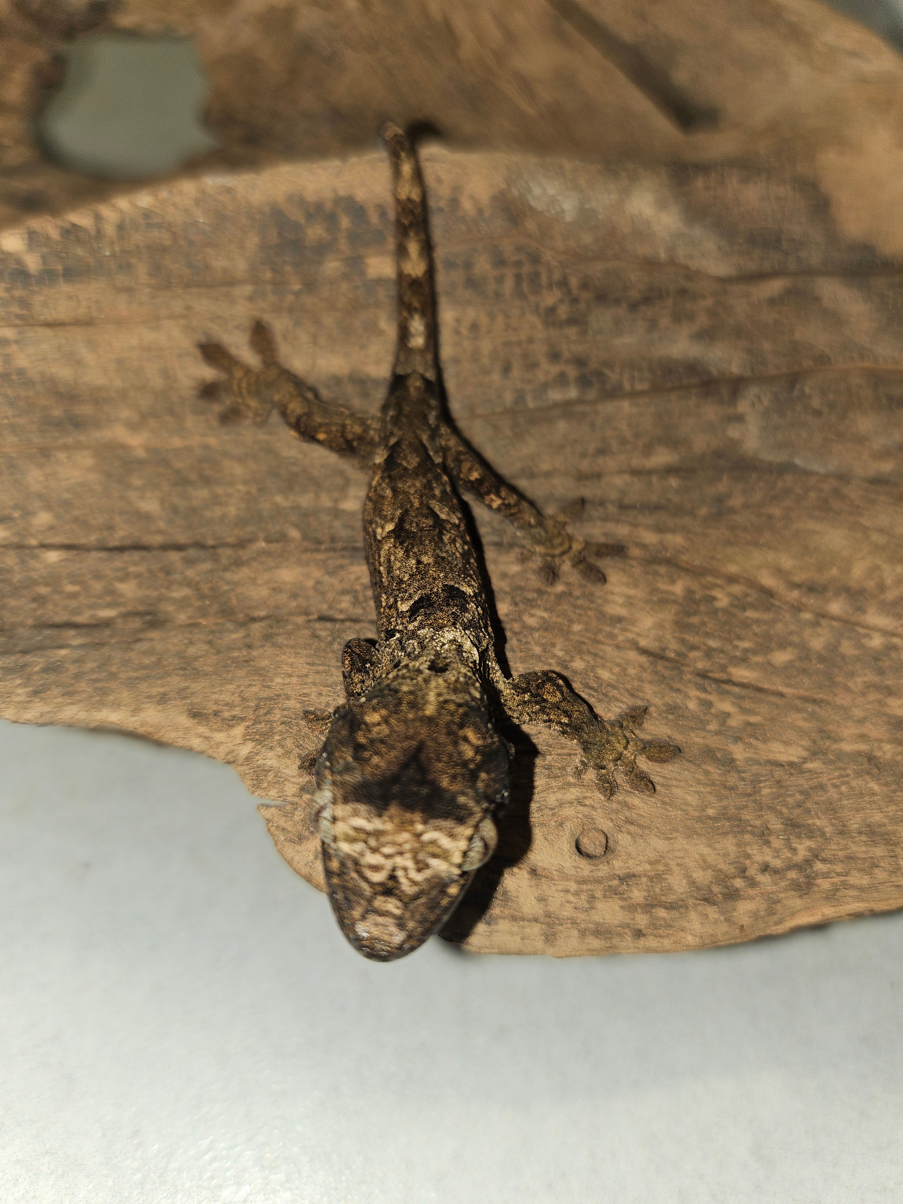 Mniarogekko Chahoua