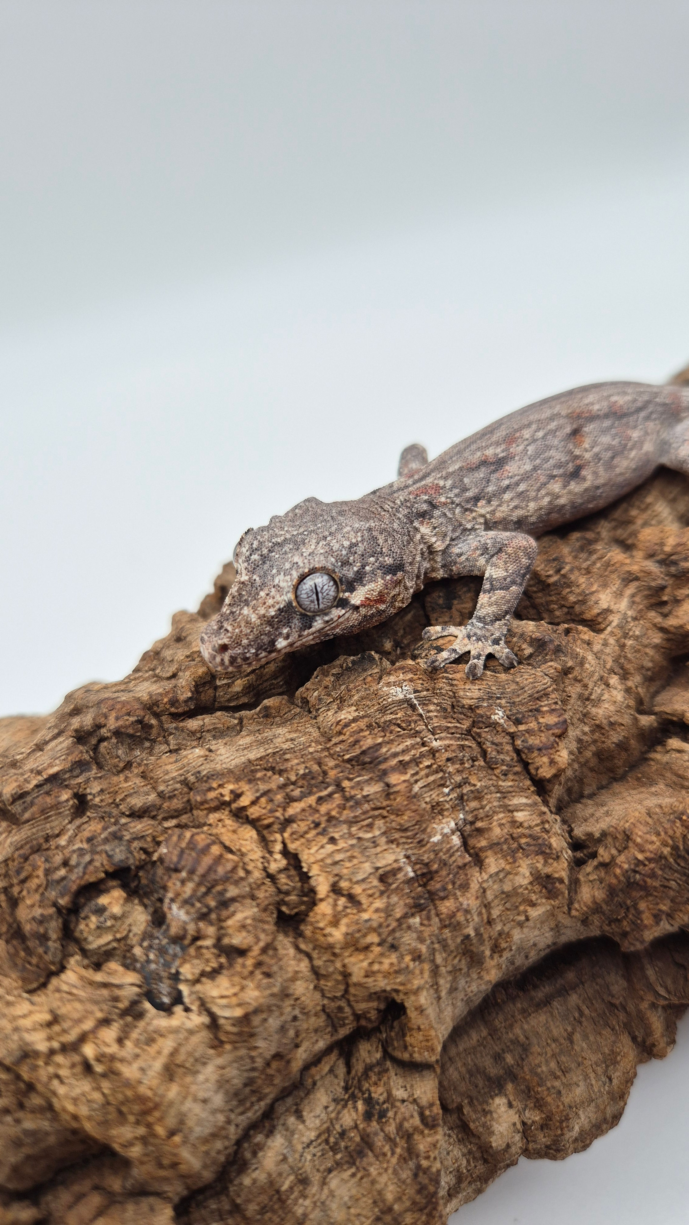 RHACODACTYLUS AURICULATUS