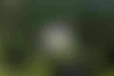 Schlosshotel Kronberg Hochzeitslocation