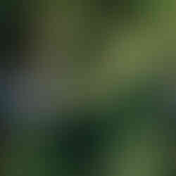 Brauteinzug Stresa Lago Maggiore