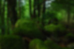 mousses, rochers et arbres en forêt