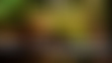 Webinaire : Forêts, un microclimat menacé ?