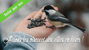 Ateliers ' Aidons les oiseaux des villes en hiver '
