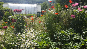 Comment créer un jardin ressource pour la biodiversité