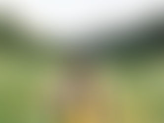 6 façons de soutenir Etats Sauvages