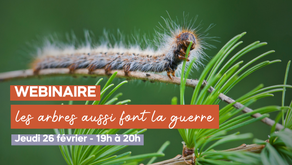 Webinaire : les arbres aussi font la guerre.