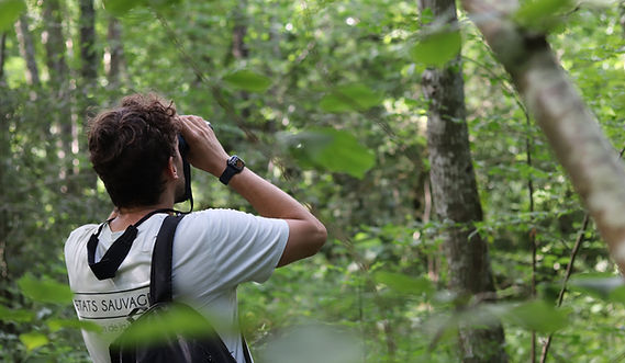 FORET-SAUVAGE-Normandie2024b.jpg