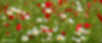Prairie de fleurs sauvages avec Etats Sauvages