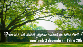 arbres et droit
