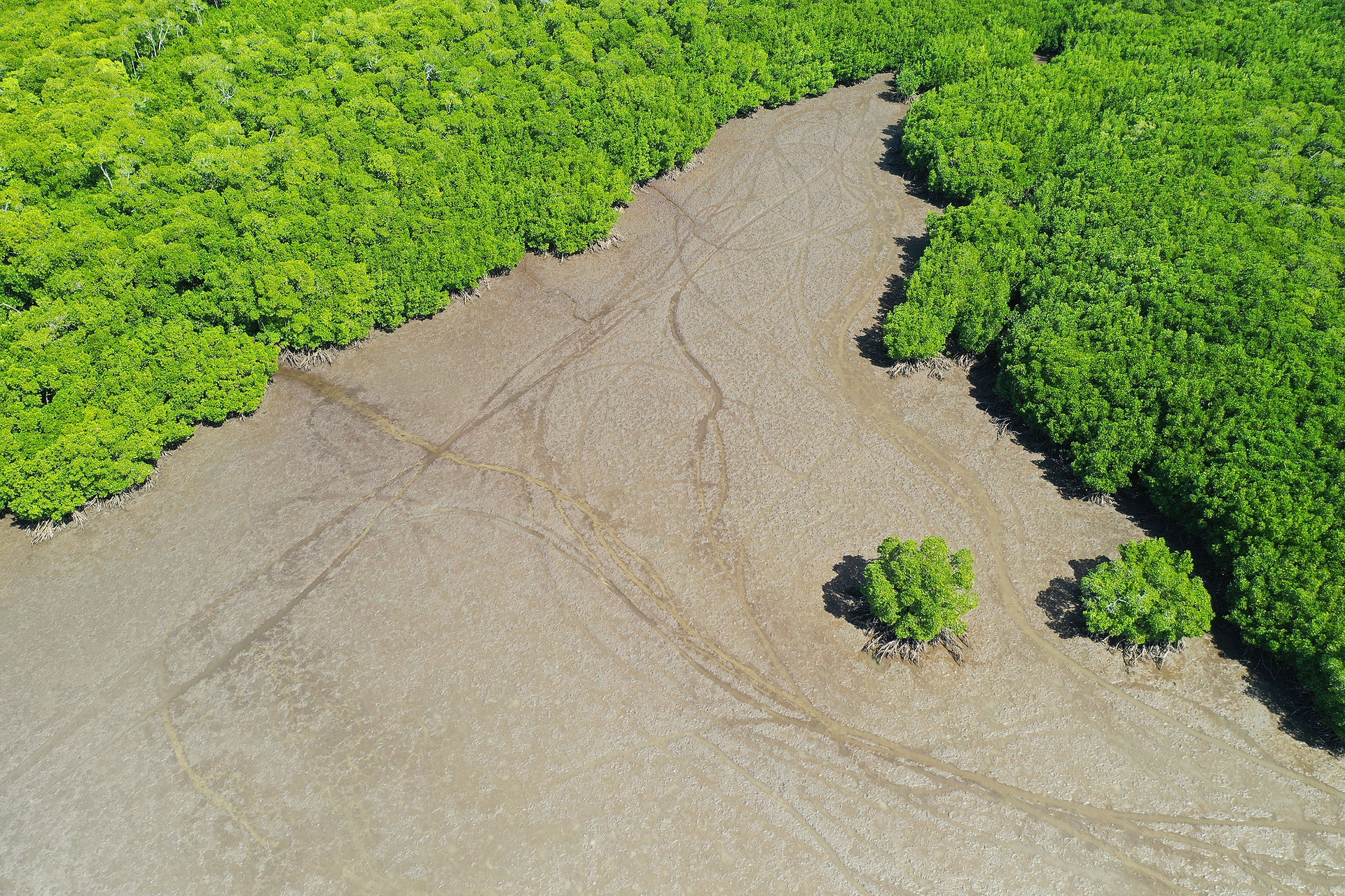 An aerial view of mangroves along a shoreline