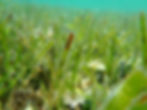 Explainer: Seagrass