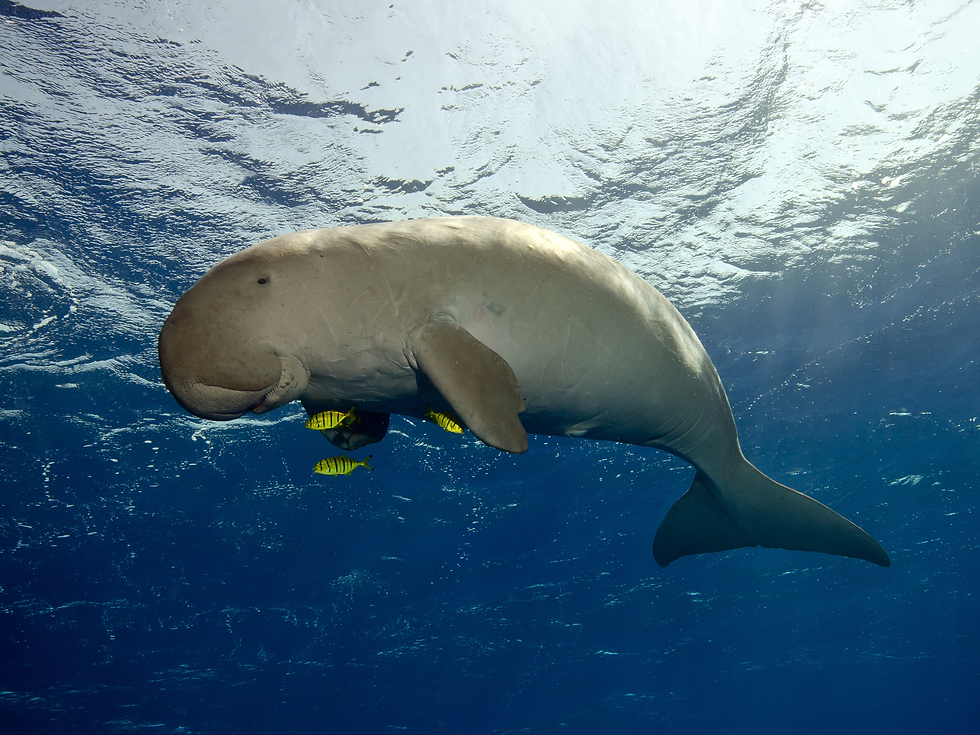 A dugong swimming in the ocean with small fish