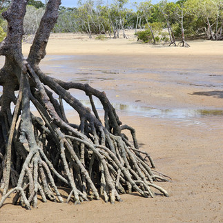 Roots of a mangrove tree growing on sand