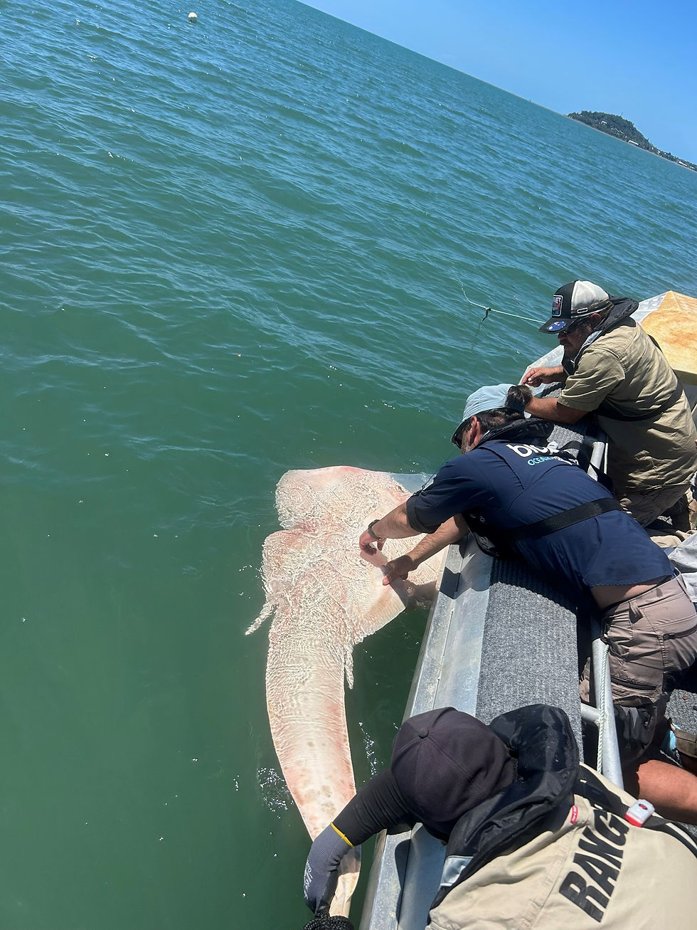 Seagrass recovery and food web monitoring with Rangers in northeast Queensland