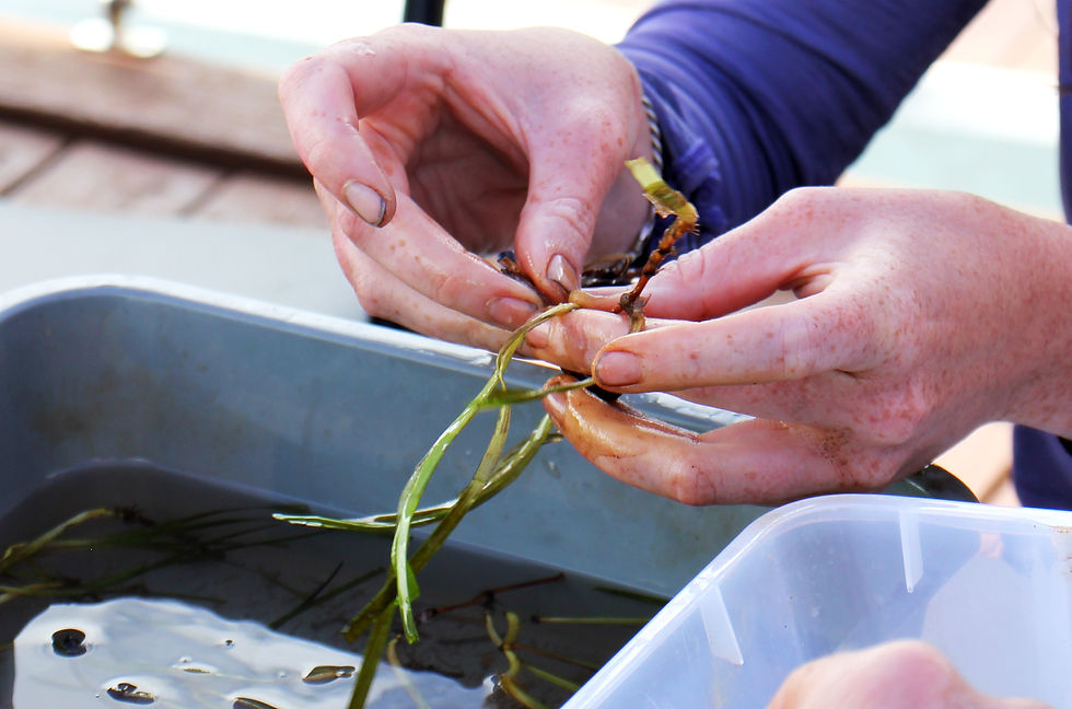 Episode 8: Seeds, sods, and shoots: Restoring tropical seagrass meadows