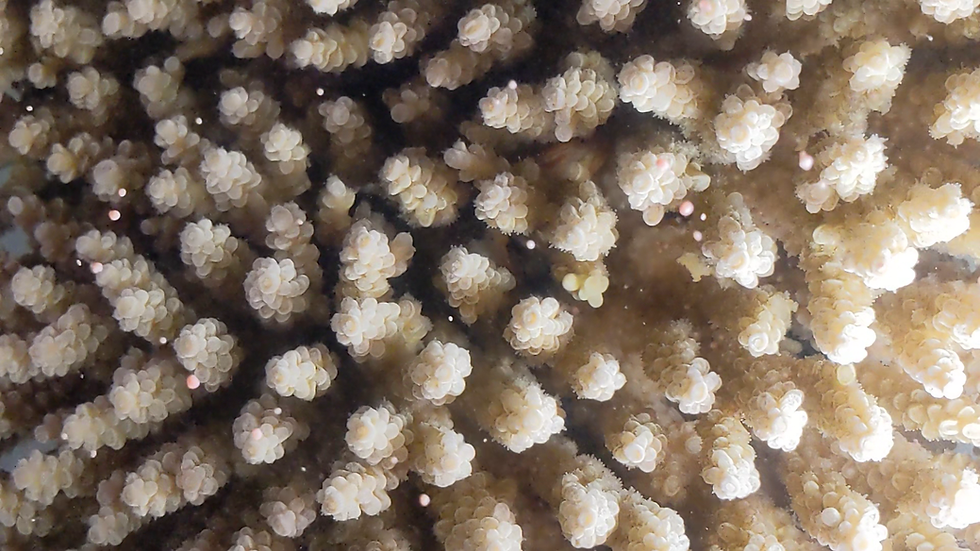 Episode 11: Connecting efforts for coral monitoring in the northern Great Barrier Reef