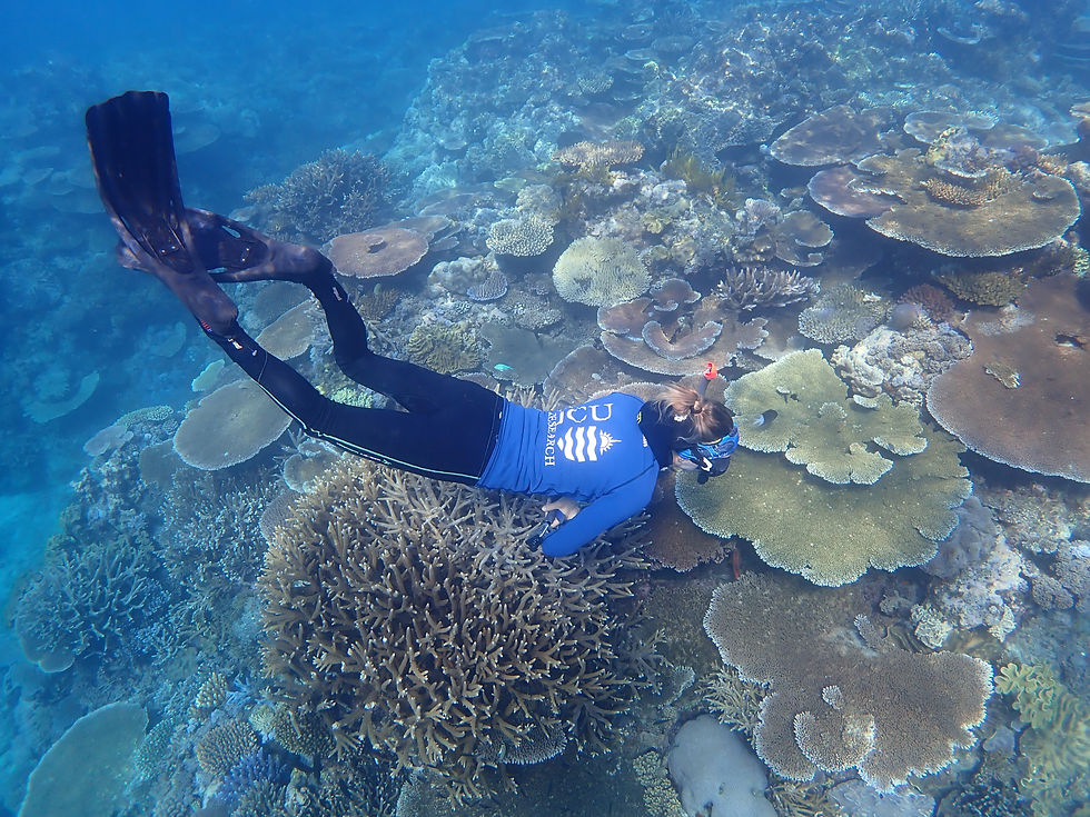 A diver swimming over a coral reef