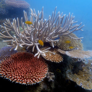 An underwater photograph of fish on a coral reef