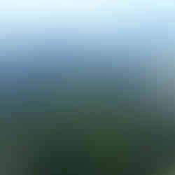 A photograph of tall seagrass below the surface of the ocean