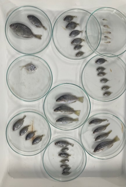 Glass petri dishes containing several small fish