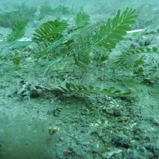 Seagrass growing underwater
