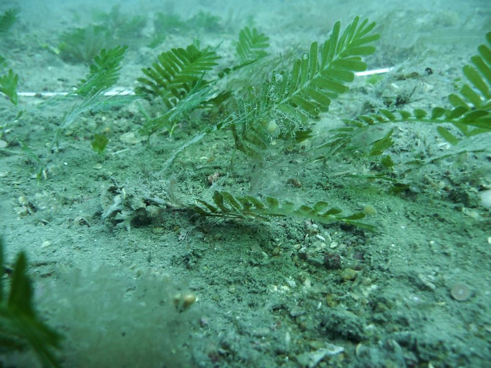 Seagrass growing underwater