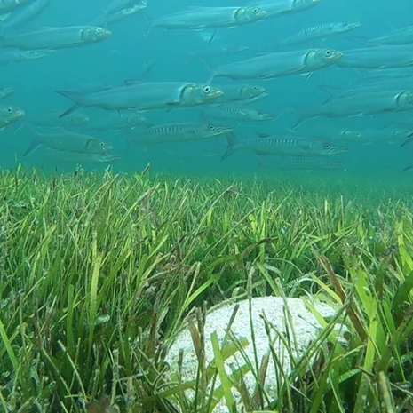 An underwater photograph of fish swimming over a seagrass meadow