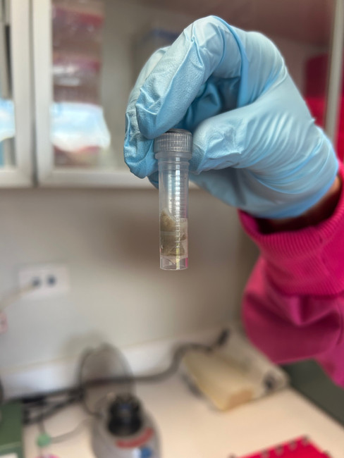 A gloved hand holding a sample tube