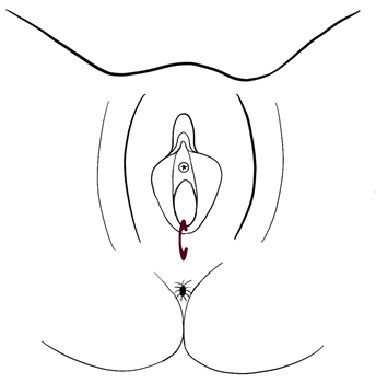 704_Fourchette