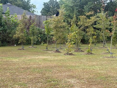 New Chicago Park Tree Garden Memorial