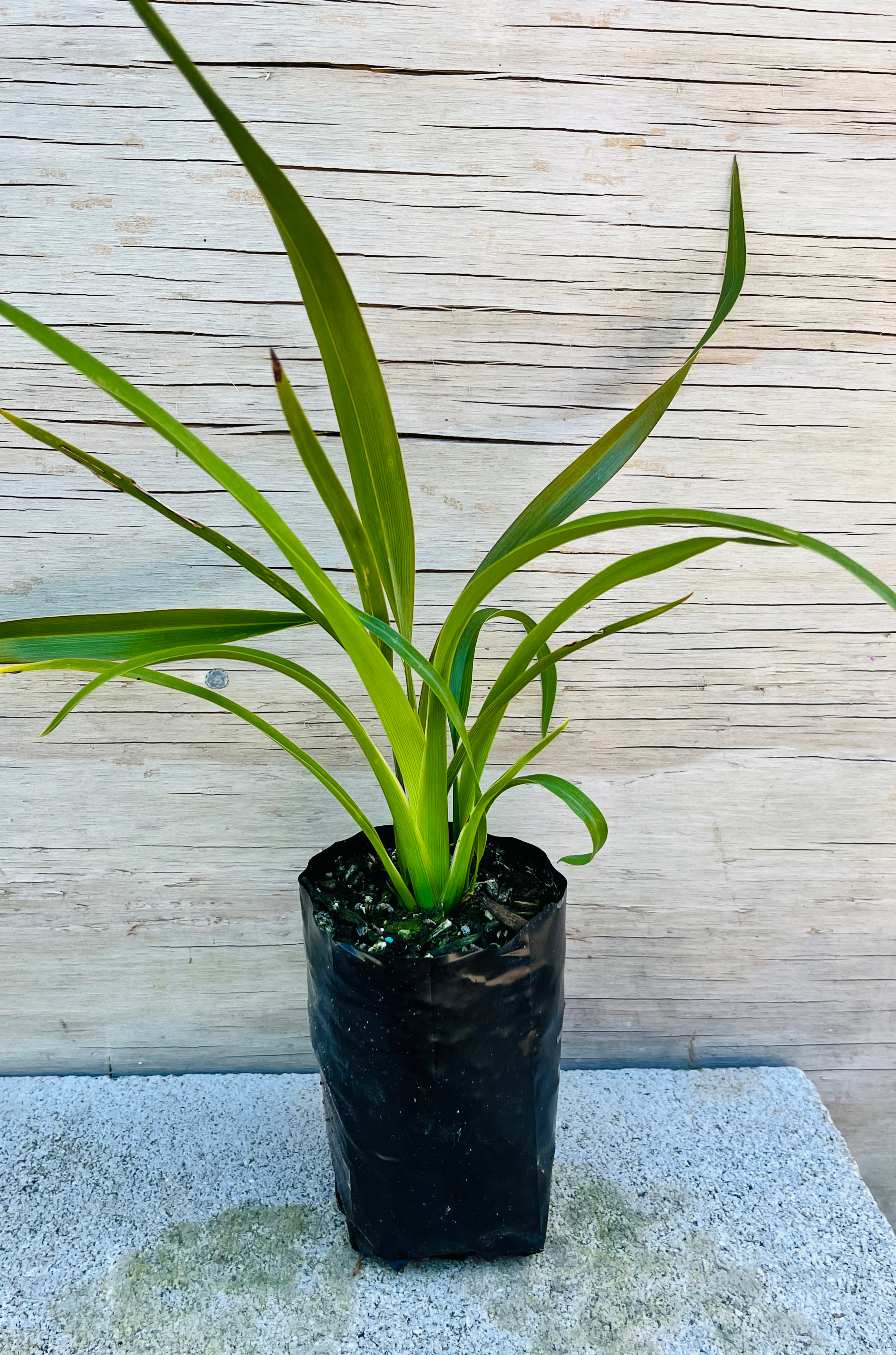 Phormium tenax (Harakeke)